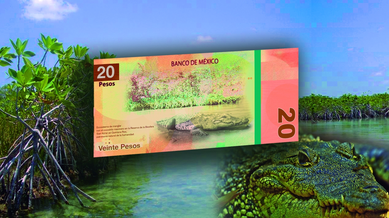 Nuevo billete de 20 Pesos: Cocodrilo mexicano y mangle rojo